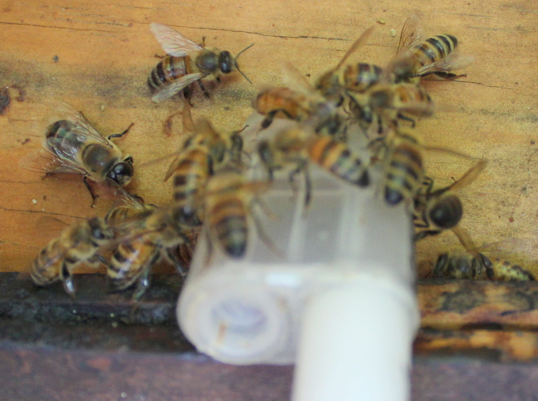 Homestead Roots Ordering a Queen Bee Online