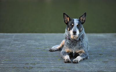 Австралийско пастирско куче