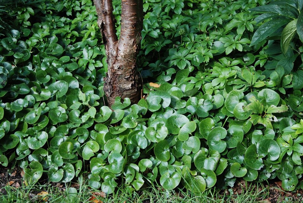 Meyhaneci otu BulmacaCevap Bulmaca soruları ve cevapları