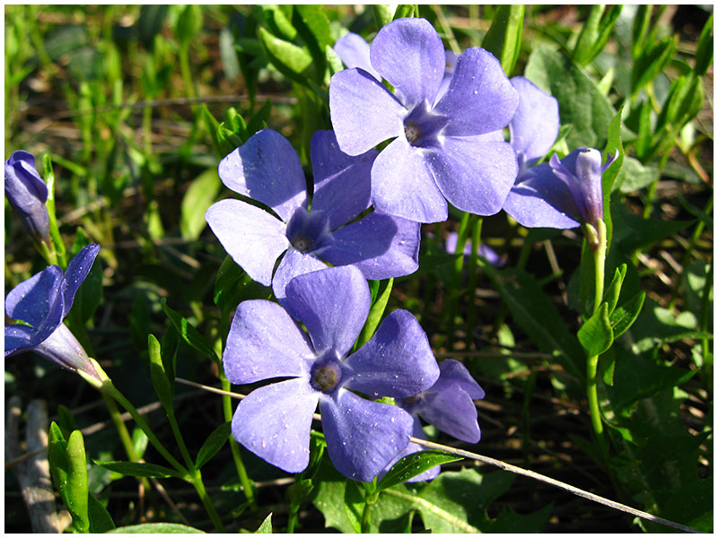 ТРАВУШКА: Барвинок малый