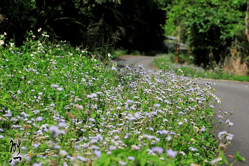 鳥瞰桃園盆地景點|五十份山登山步道