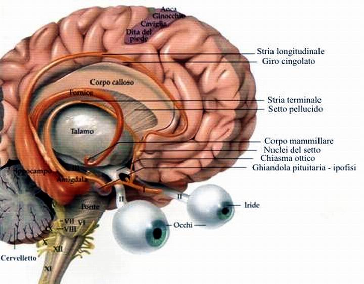 che cos è la coscienza che cos è la coscienza