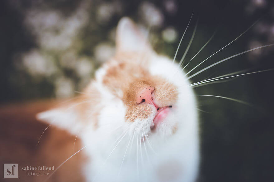 25 Heart-Melting Pictures Of An Eyeless Cat That 'Sees With His Heart'