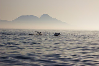 Delfines Estrecho Gibraltar