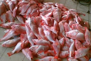 jual bibit ikan kakap air tawar,jual bibit ikan kakap merah,budidaya ikan kakap di kolam,jual benih kakap putih,pembenihan ikan kakap,jual bibit kakap putih air tawar, jual bibit ikan kakap air tawar,jual bibit ikan kakap merah,budidaya ikan kakap di kolam,jual benih kakap putih,pembenihan ikan kakap,jual bibit kakap putih air tawar,