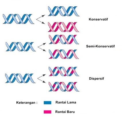 BIOLOGI TOPI BIRU: SUBSTANSI GENETIKA
