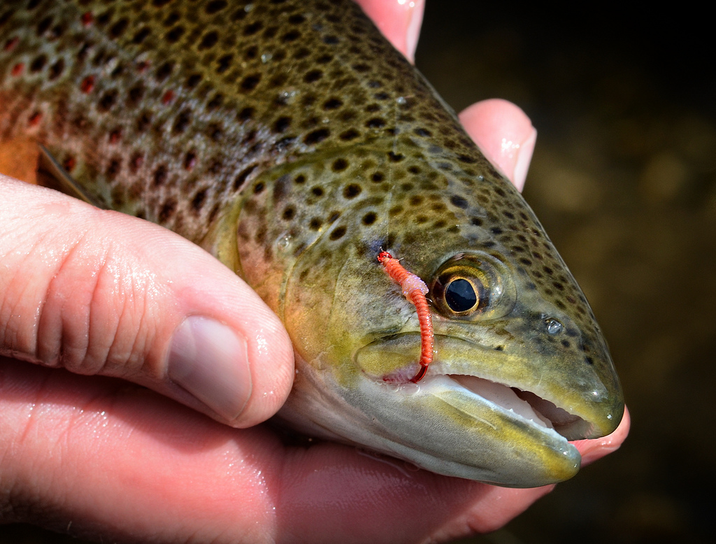 I've Got Worms Fly Fish Food