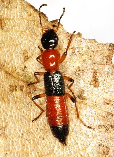 Foto Serangga Tomcat