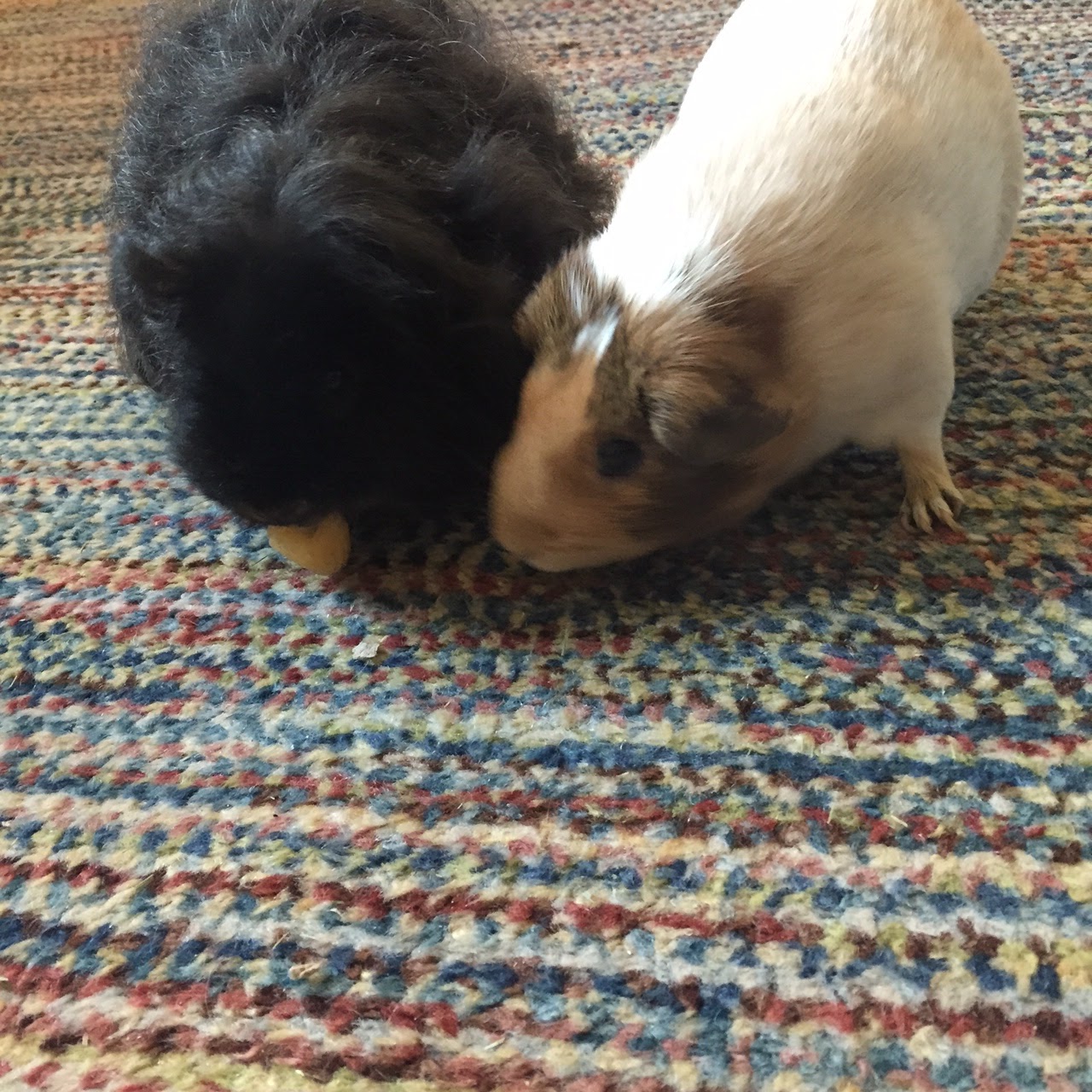 Cavy Savvy A Guinea Pig Blog Can Guinea Pigs Eat Golden Raspberries?
