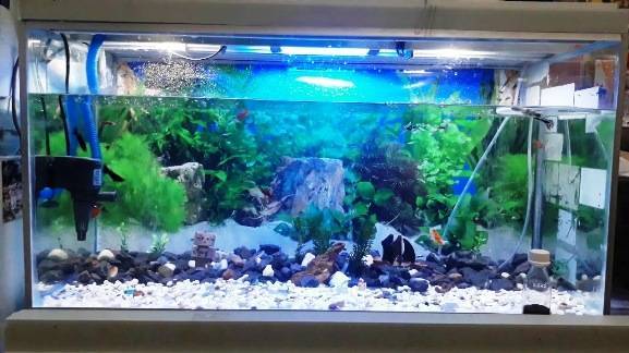 Aquarium Bocor Youtube