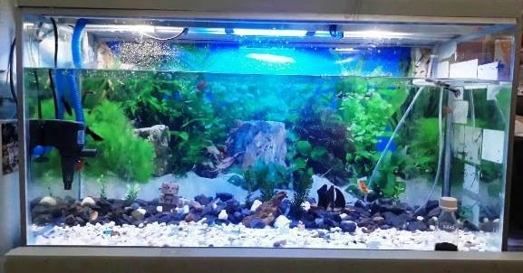 Cara Memperbaiki Akuarium Yang Bocor Rembes Ataupun Yang Retak