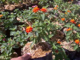 http://tukangtamankaryaalam.blogspot.com/2016/02/pohon-lantana-saudi-pohon-bunga-lamtana.html http://tukangtamankaryaalam.blogspot.com/2016/02/pohon-lantana-saudi-pohon-bunga-lamtana.html