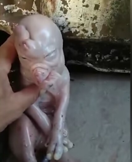 Anak babi mirip manusia.