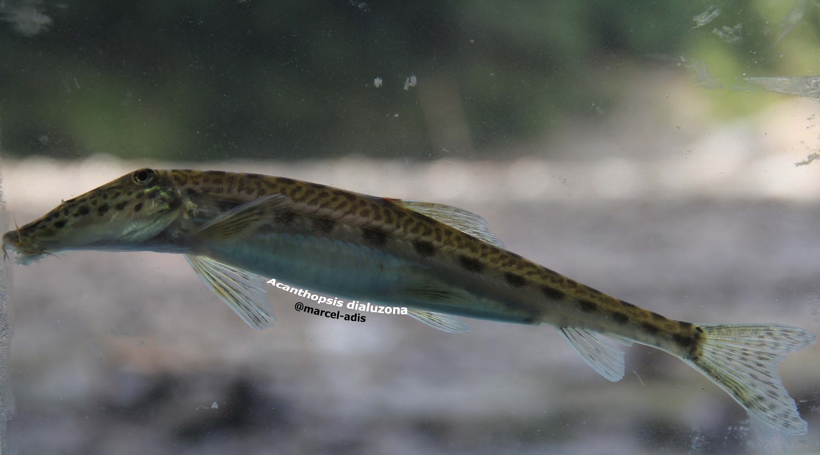 Acanthopsis dialuzona (Horse Face Loach) VAN HASSELT, 1823 Freshwater