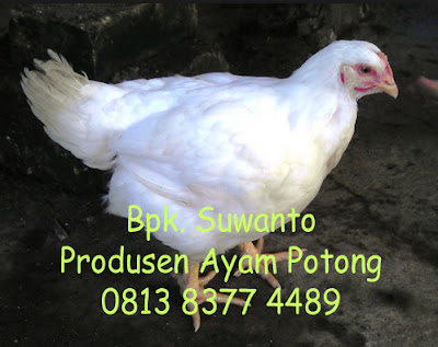Daftar Harga Ayam Broiler Tangerang Terbaru Update 2017 Produk Gambar