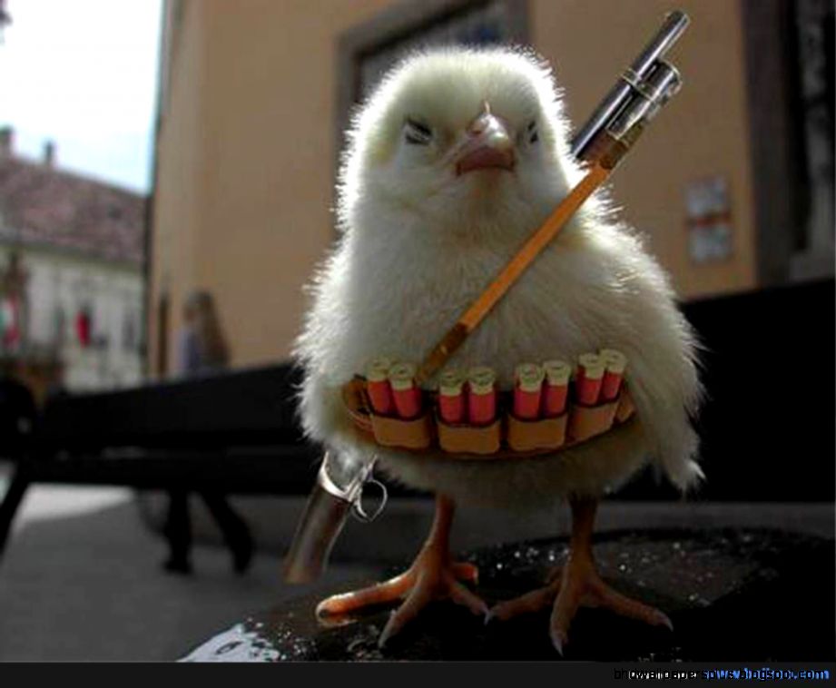 funny animals with guns