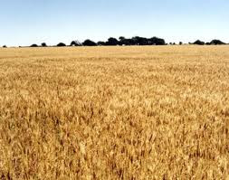 CULTIVOS DE CLIMA TEMPLADO: Cereal cultivo de Trigo