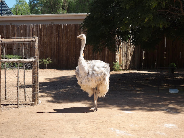 Lady Gaga the white ostrich at Safari Ostrich Farm, Oudtshoorn, South Africa