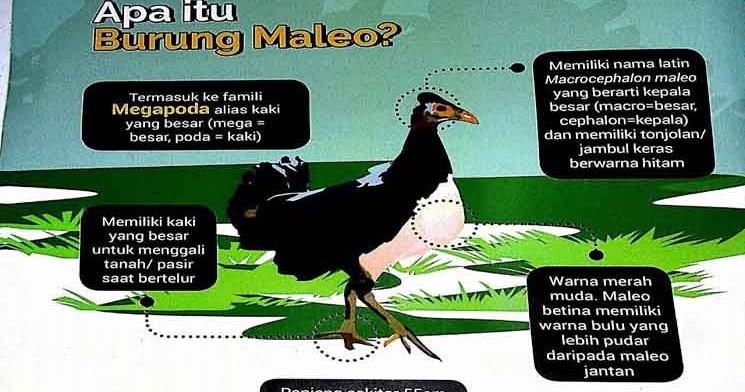 Burung Maleo Hewan Endemik Indonesia Asal Sulawesi Ato Basahona