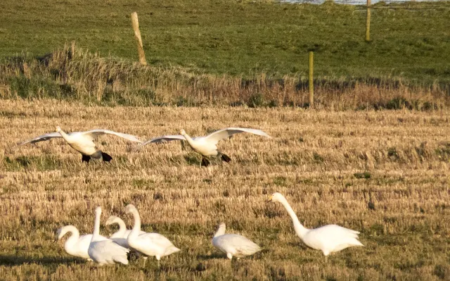 Whooper swans coming in for a landing at the Wexford Wildfowl Reserve