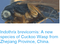 http://sciencythoughts.blogspot.co.uk/2016/08/indothrix-brevicornis-new-species-of.html