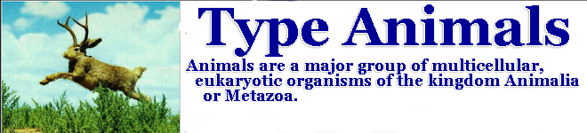 Type Animals