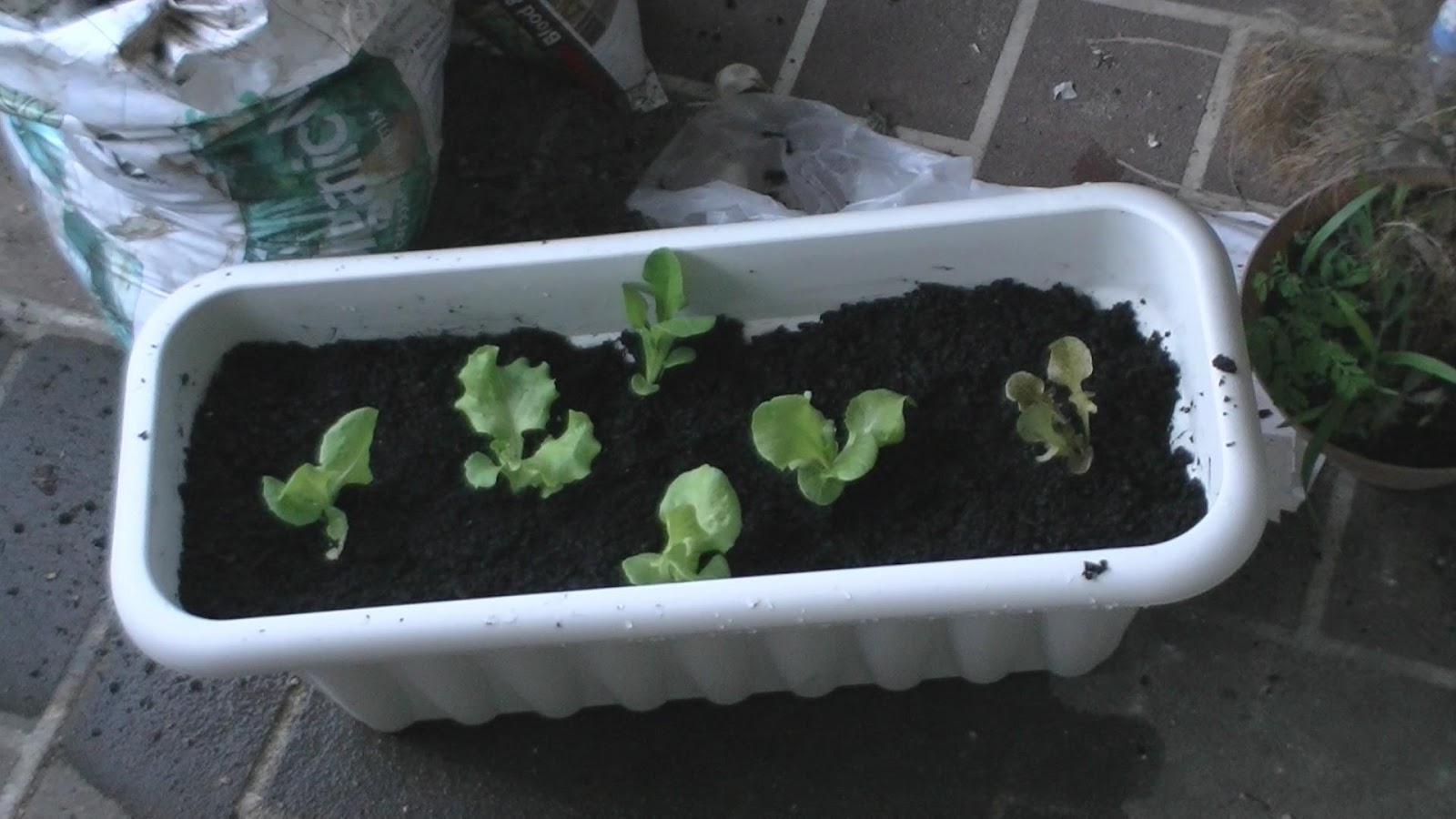 Vegetable Garden for the World Growing Lettuce in PotsA Successful