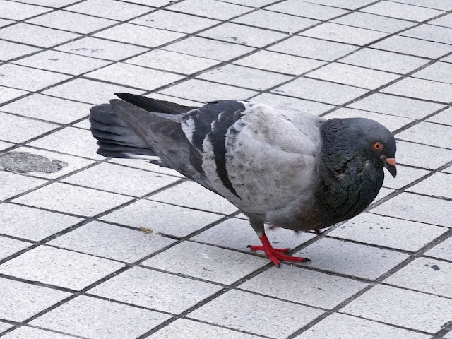 鳩,鳥,新宿駅前〈著作権フリー無料画像〉Free Stock Photos 