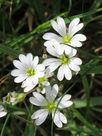 Rogownica polna (Cerastium arvense) rogownica