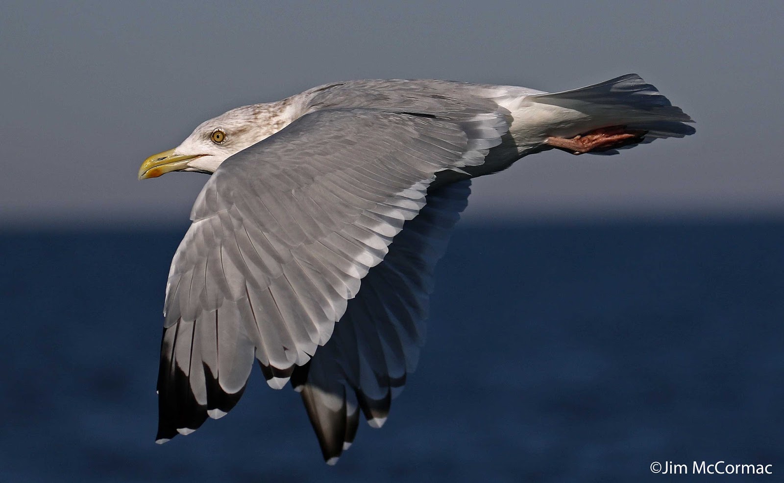 Ohio Birds and Biodiversity September 2015