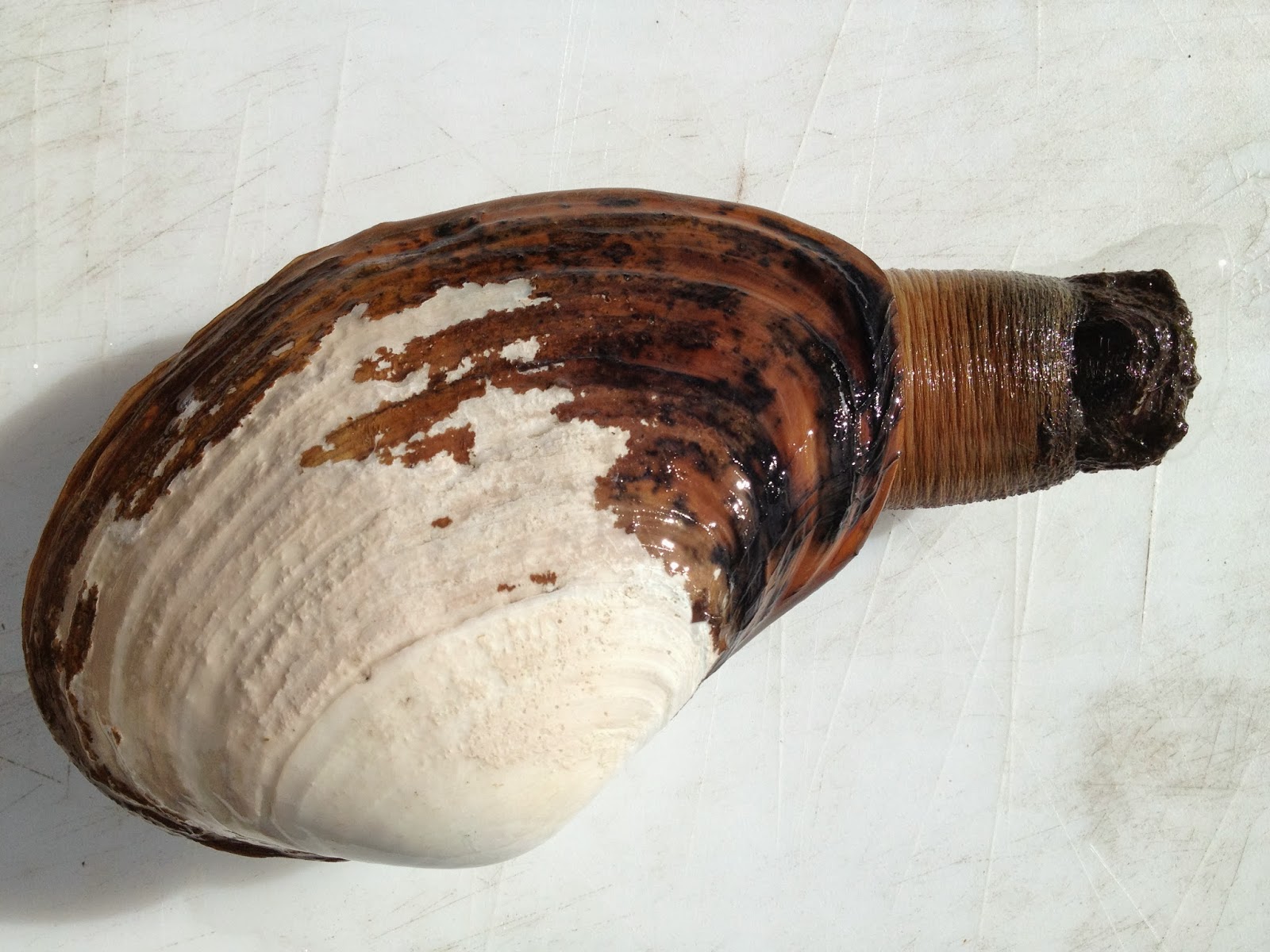 Casa Fiore From the Chef Things to Do With Clams