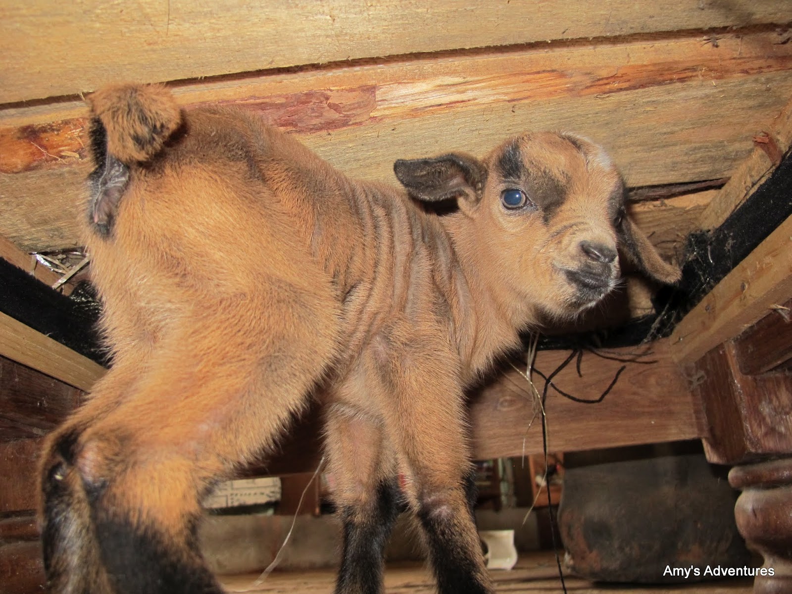 Amy's Assorted Adventures We Love Babies