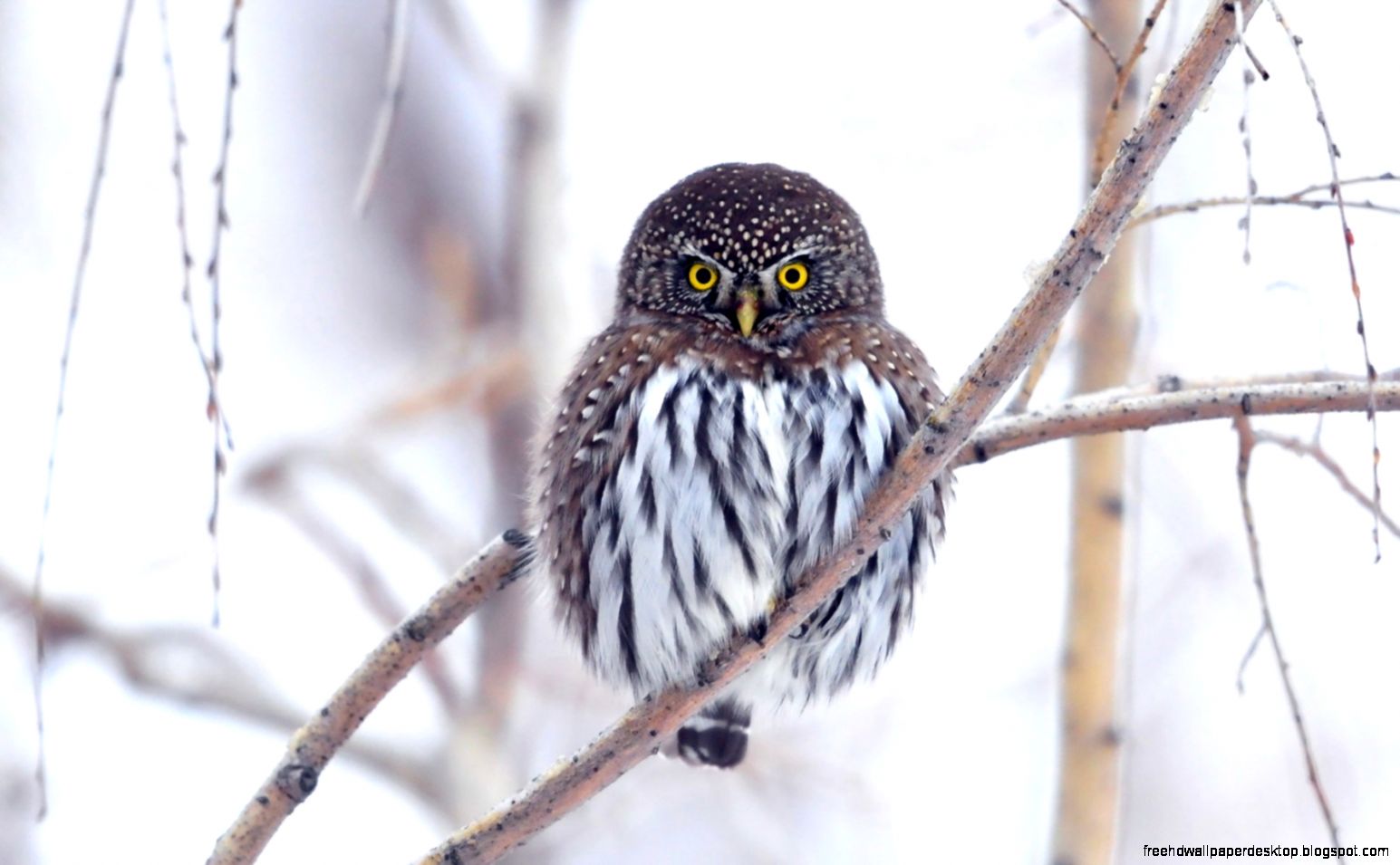Christmas Winter Owl Wallpaper