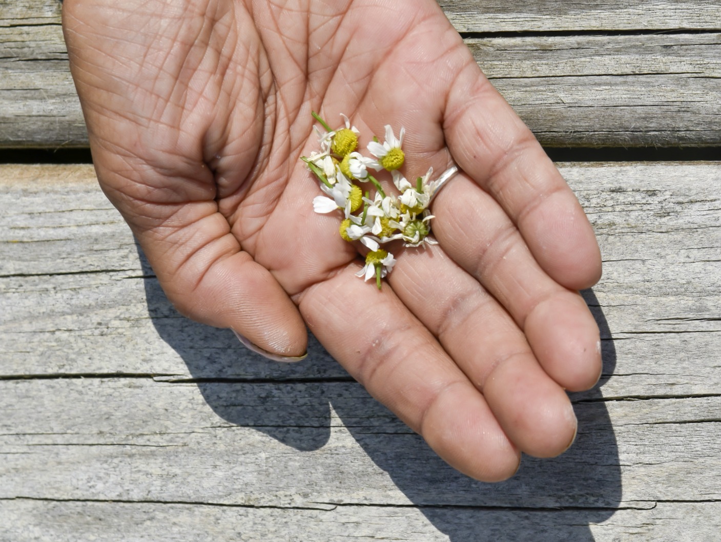 5 Tips to Keep your Chickens MiteFree Naturally Fresh Eggs Daily