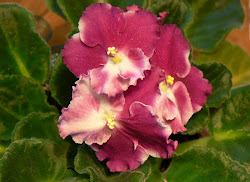 african violets violet april flowers theancestorfiles care plants pink varieties taking birthday blooming grandma sent emily roses birth yahoo