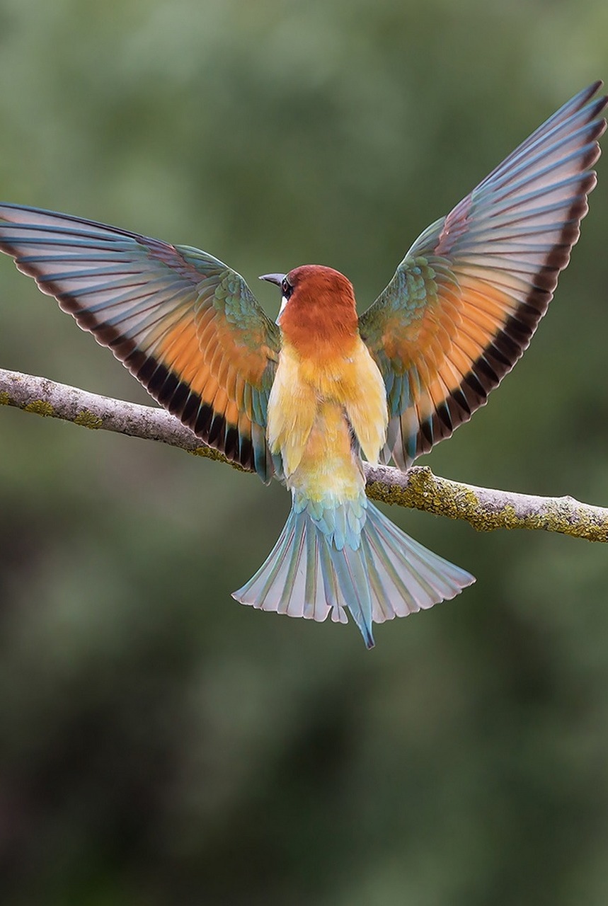 Bee-eater beautiful wing spread.