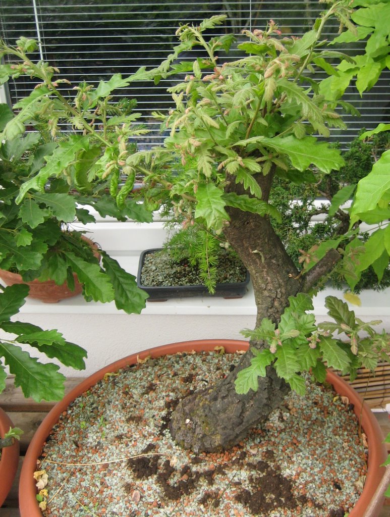 Maros Bonsai Blog Letné kopanie yamadori dubov/ Summer collecting of yamdori Quercus