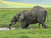 An elephant in a Ngorongoro mudhole with ... uh ... "five legs" (Tanzania)