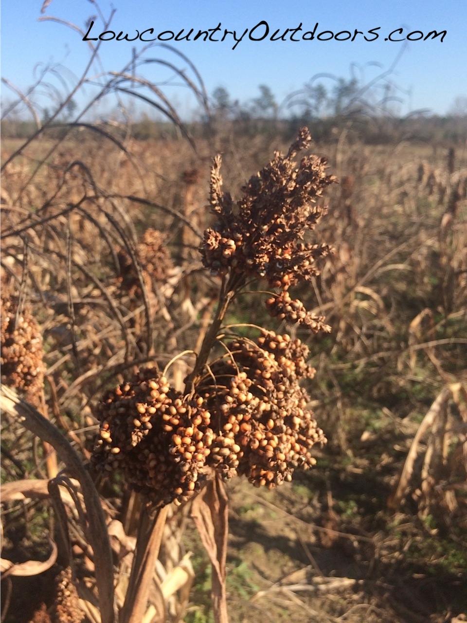 Lowcountry outdoors 2016 Christmas Eve Dove Shoot