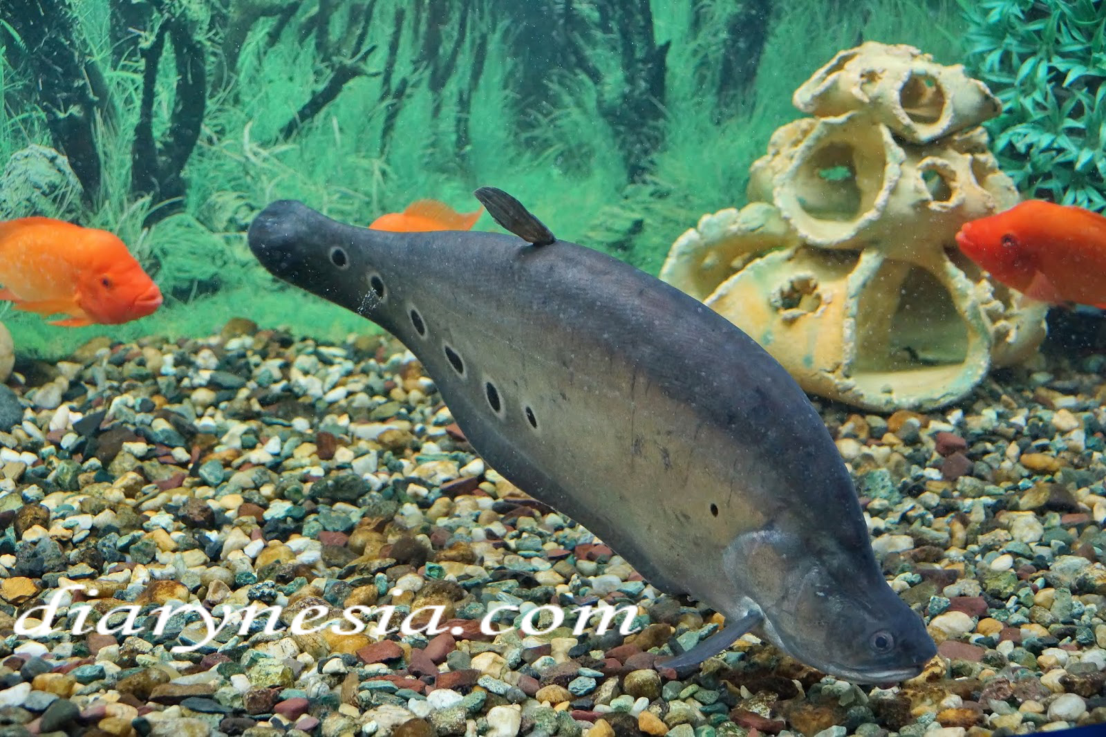 Types of Knife Fish and How to Keep Them
