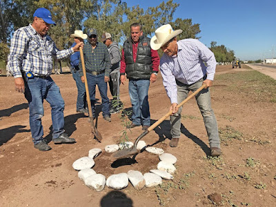 Trasplantara ecología en Huatabampo mas de 100 arboles