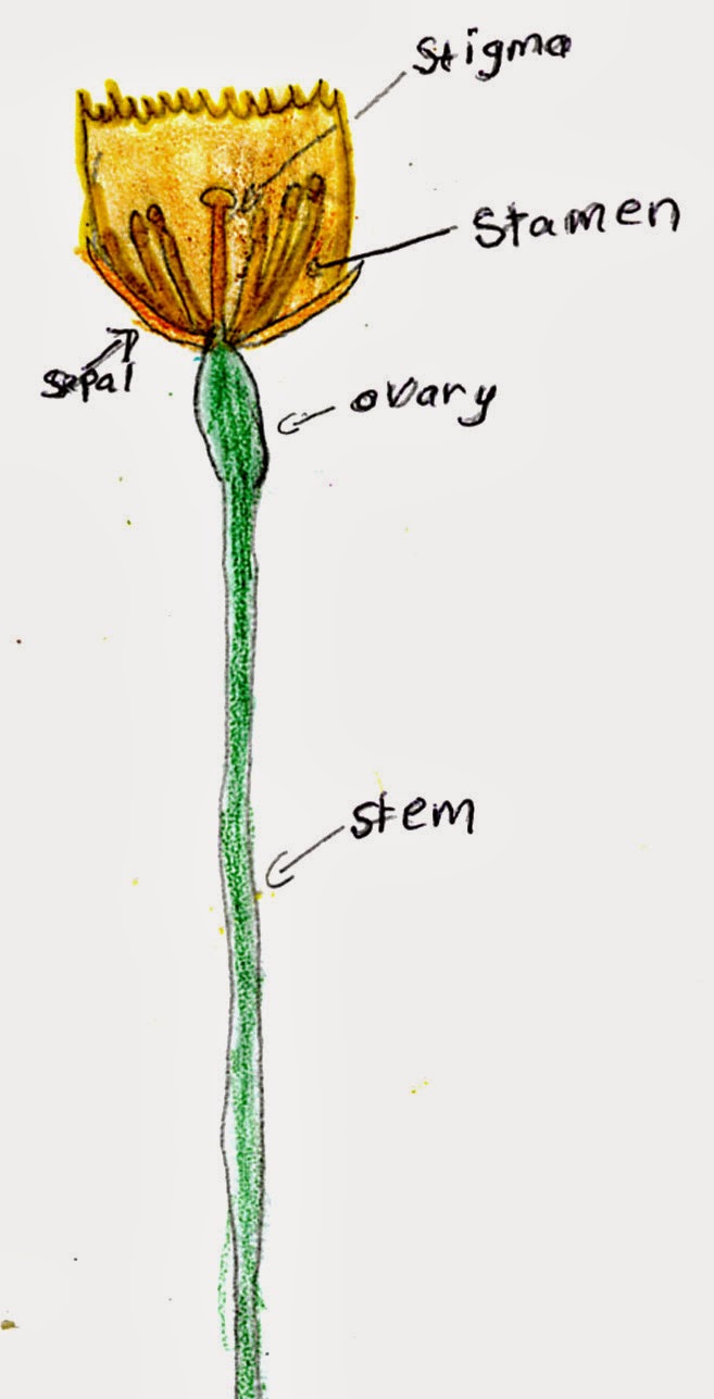 Fifth Class Blog Examining Daffodils