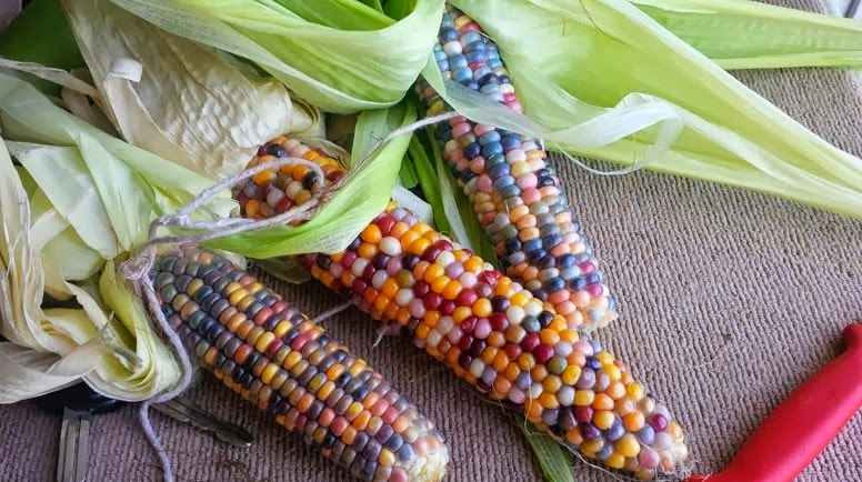 Gaya Terbaru 89+ Jenis Warna Jagung