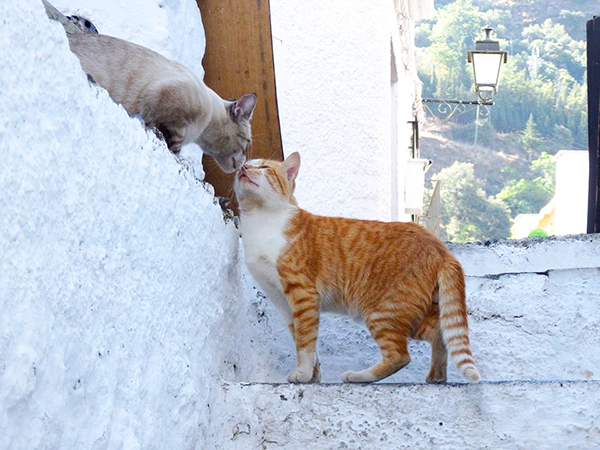 kissing cats