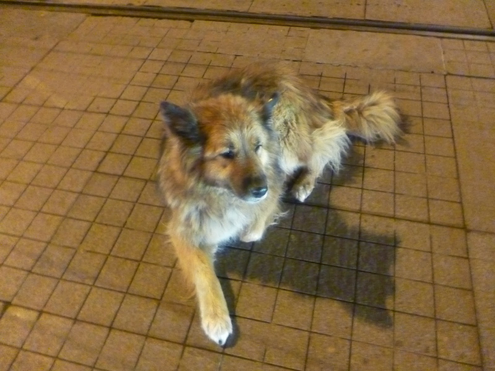 uzun tüylü alman çoban köpeği