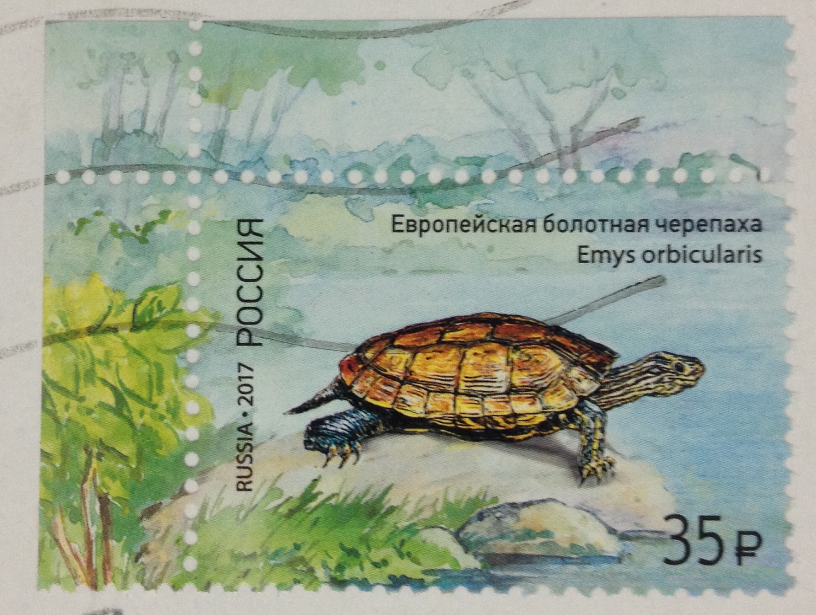 Европейская Болотная черепаха рисунок