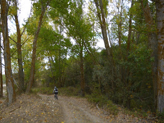 Bosque de ribera del río Tormes