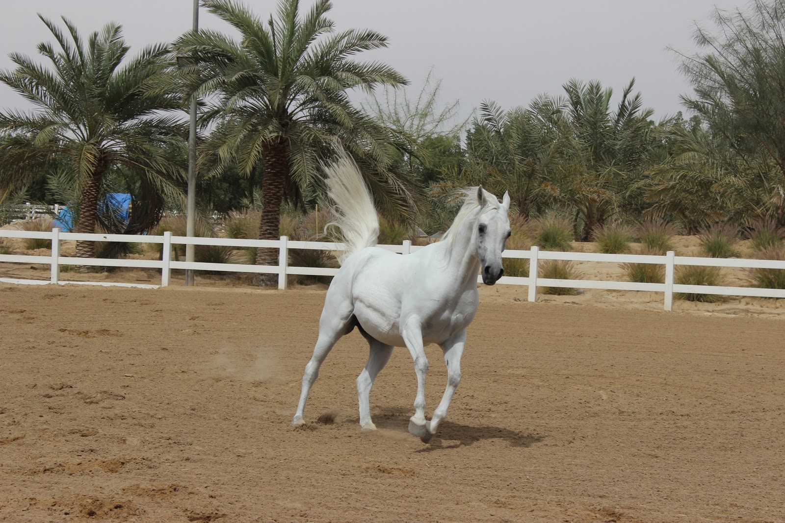 Kuwait Uncensored Ajmal Arabian Stud Farm Arabian Horse Farm