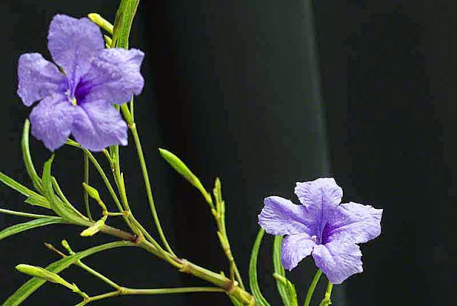 purple shower, flowers, Mexican petunia