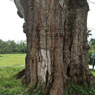 Gambar Pohon andalas Sumatra Barat